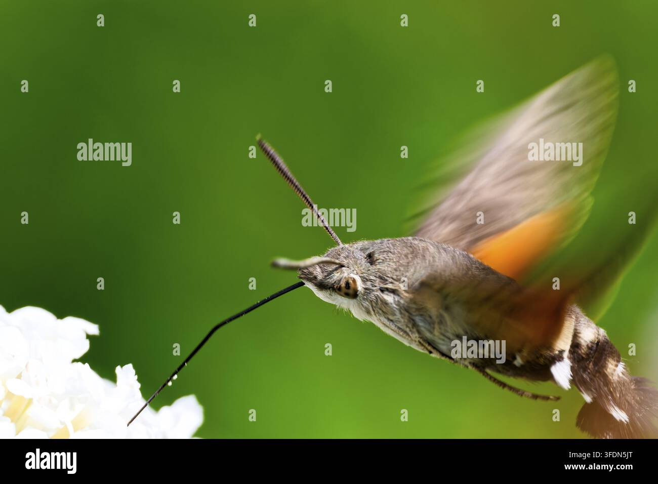 Una farfalla macaone svolazza con rapidi battiti d'ali su un fiore bianco contro uno sfondo verde, farfalla macaone (Macroglossum stellatarum Foto Stock