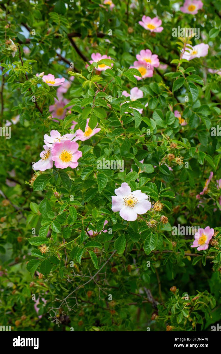 Prima piano di delicate fiori rosa di rosa canina selvatica nello primavera Foto Stock