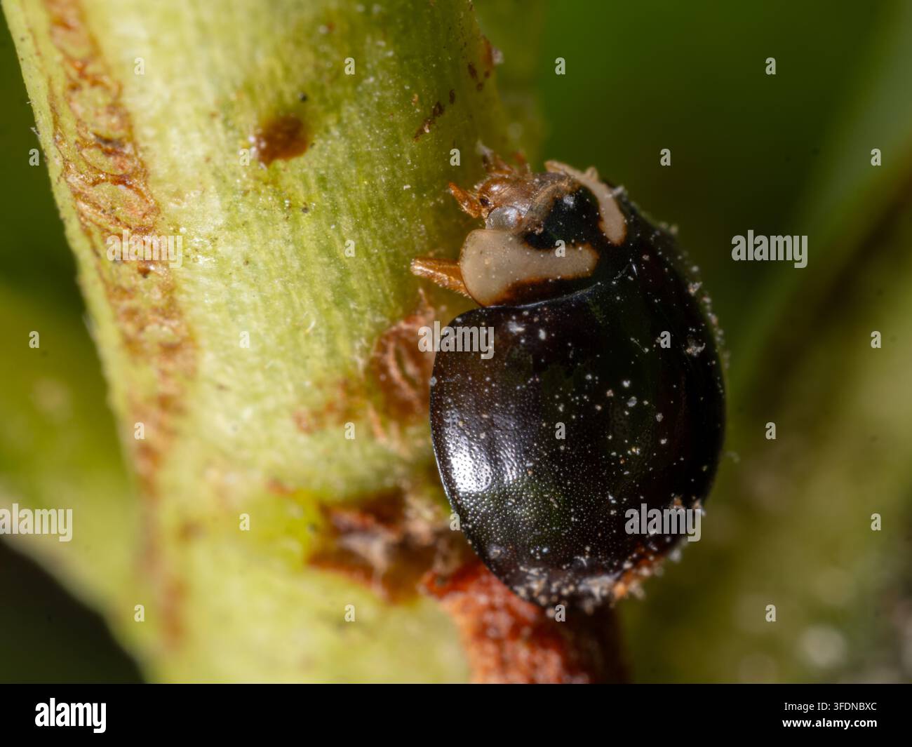 Forma melanica scura della coccinella striata (Cheilomenes propinqua) su uno stelo carnoso di pianta, Matrouh, Egitto Foto Stock