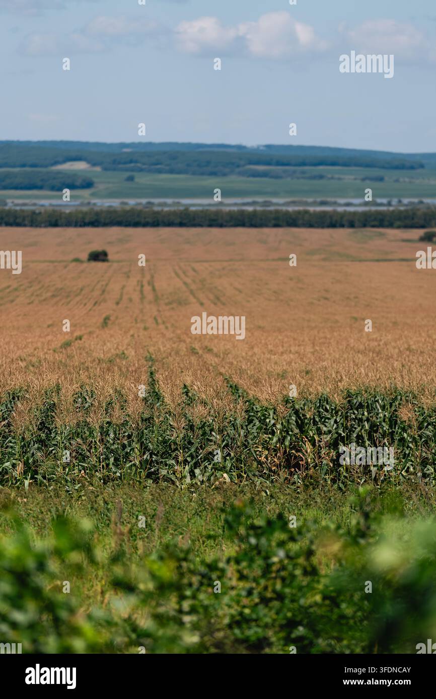Ampio campo di mais con steli dorati maturi che si estendono verso colline lontane sotto una luce soffusa della giornata Foto Stock