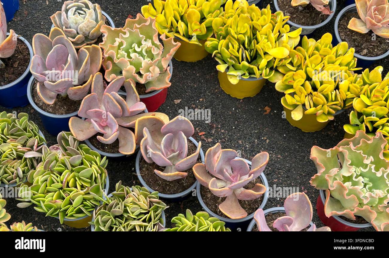 Piante succulente di tipo Echeveria e Sedum che immagazzinano acqua nelle loro foglie spesse. Foto Stock
