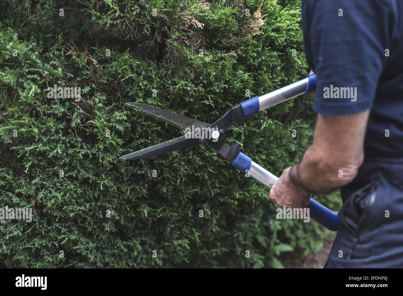 Primo piano di mani che tengono un potatore a lungo manico e potano un arbusto sempre verde fitto in giardino, cura meticolosa Foto Stock
