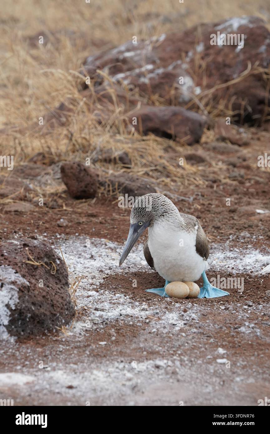 Bubo dai piedi blu in piedi nel nido con due uova, Isole Galápagos Foto Stock