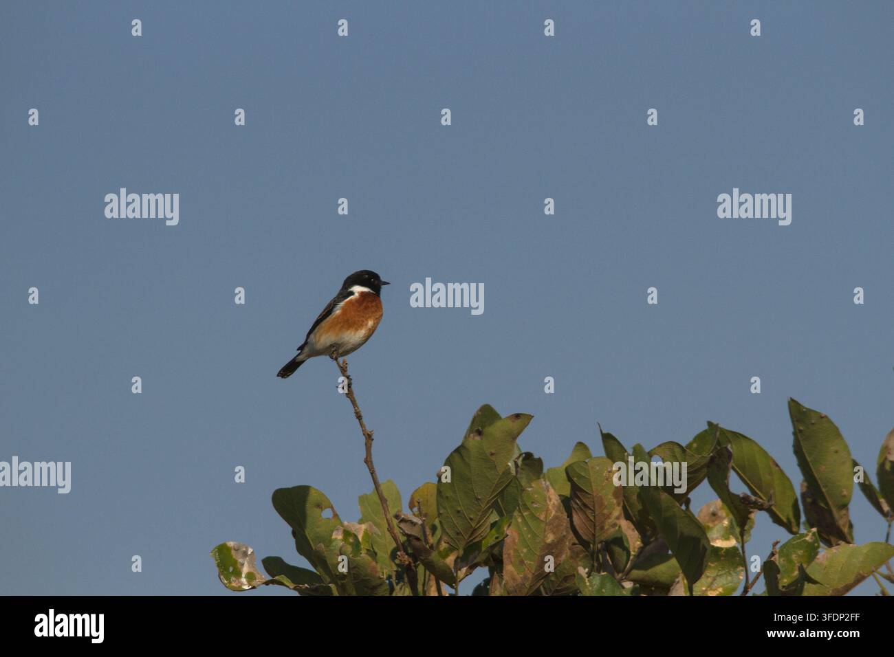 Stonechat africano (Saxicola torquatus) appollaiato su un rametto che sporge da un arbusto a foglie larghe Foto Stock