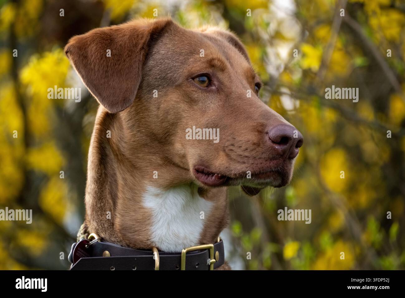 Ritratto ravvicinato suggestivo di un cane marrone vigile con collare di pelle, su uno sfondo sfocato di fiori primaverili gialli Foto Stock