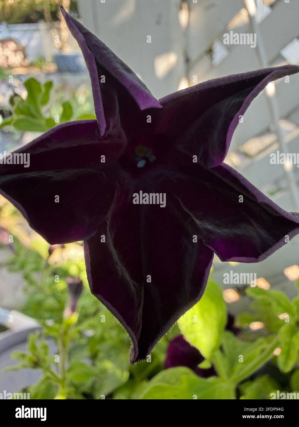 Primo piano, sguardo verso il centro di un fiore di petunia viola scuro, con un pistillo blu e stami grigi, in estate, nel Wisconsin, USA - Immagine stock catturata con smartphone