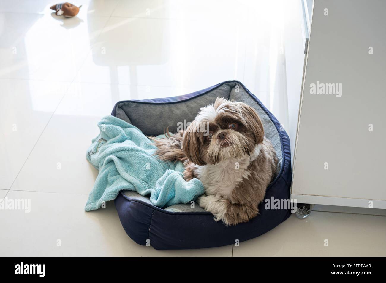 Un cane Shih Tzu di 4,5 anni sdraiato sul suo letto e che fissa la fotocamera. Foto Stock