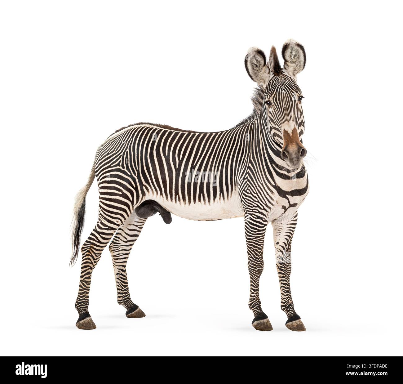 Zebra di Grevy, Equus grevyi, in piedi con strisce nere e bianche su uno sfondo bianco Foto Stock