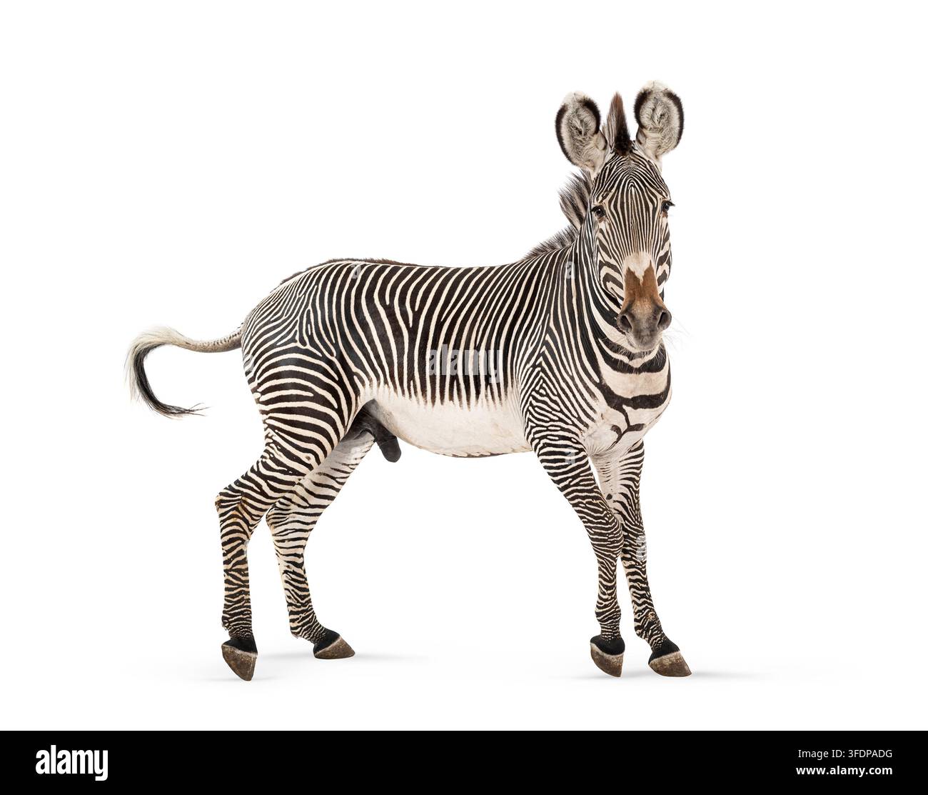 Zebra di Grevy, Equus grevyi, in piedi a tutta lunghezza che guarda in avanti su sfondo bianco Foto Stock