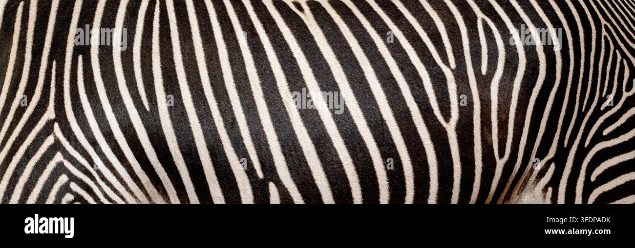 Texture della pelle di zebra di Grevy con strisce nere e bianche che formano un motivo unico Foto Stock