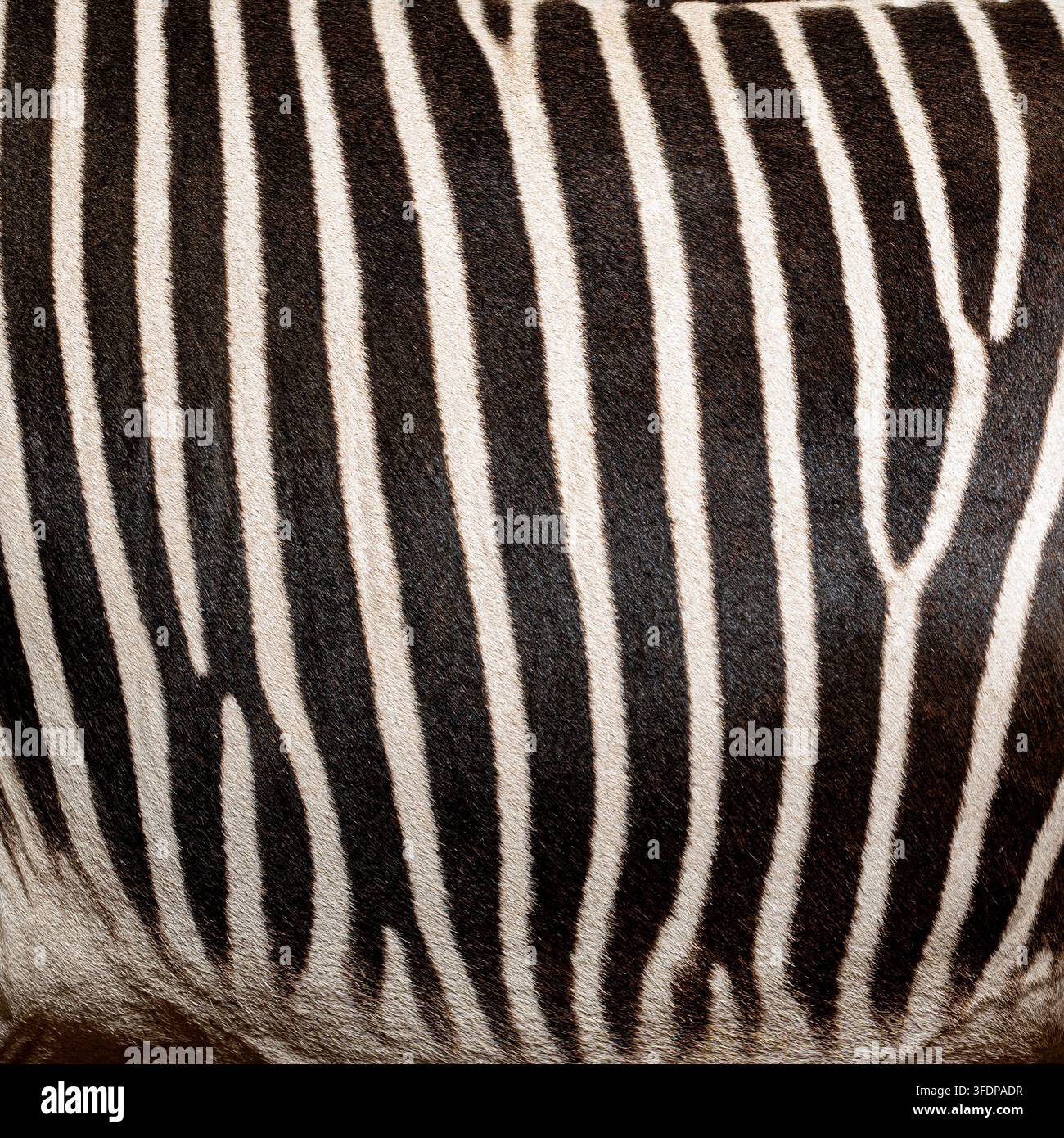 Pelle di zebra di Grevy con strisce nere e bianche distintive e texture pelosa Foto Stock