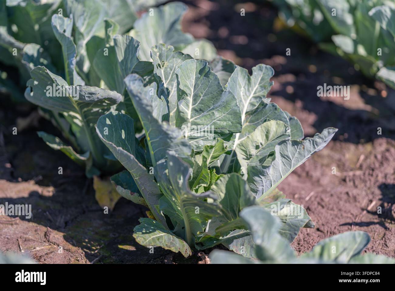 Una lussureggiante pianta di broccoli mostra le sue foglie vibranti sotto la calda luce del sole in un giardino. Il terreno circostante suggerisce un ambiente nutriente per la crescita. Presto Foto Stock