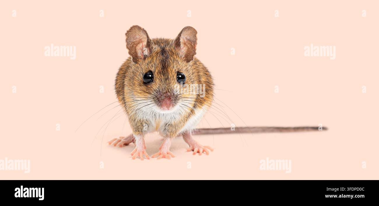 Topo selvatico, Apodemus sylvaticus, con grandi occhi e orecchie in piedi su uno sfondo semplice Foto Stock