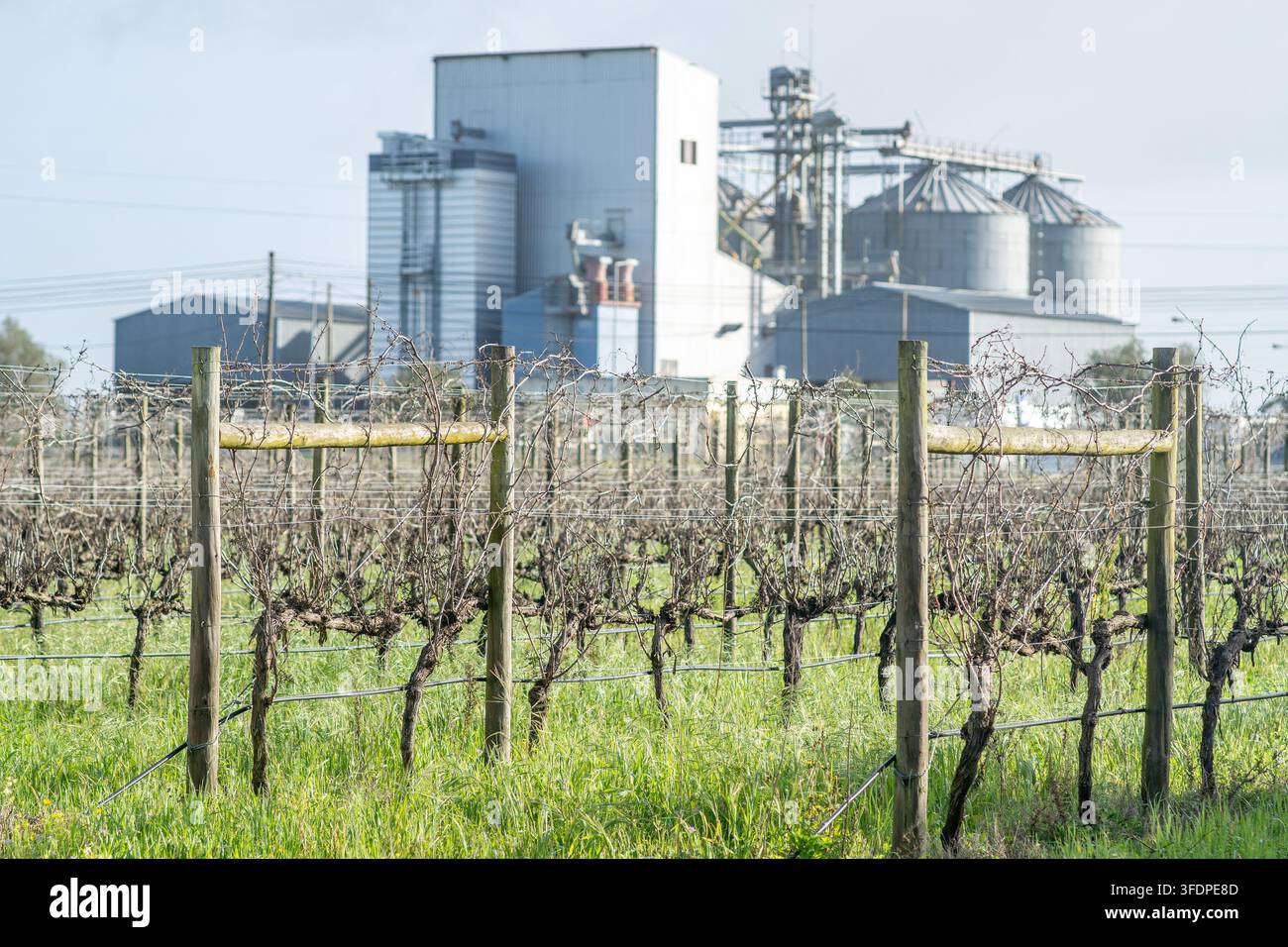 Viti dormienti addestrate su pali a traliccio si estendono su un vigneto erboso con grandi silo metallici ed edifici di cantina sullo sfondo, trasmettendo Foto Stock