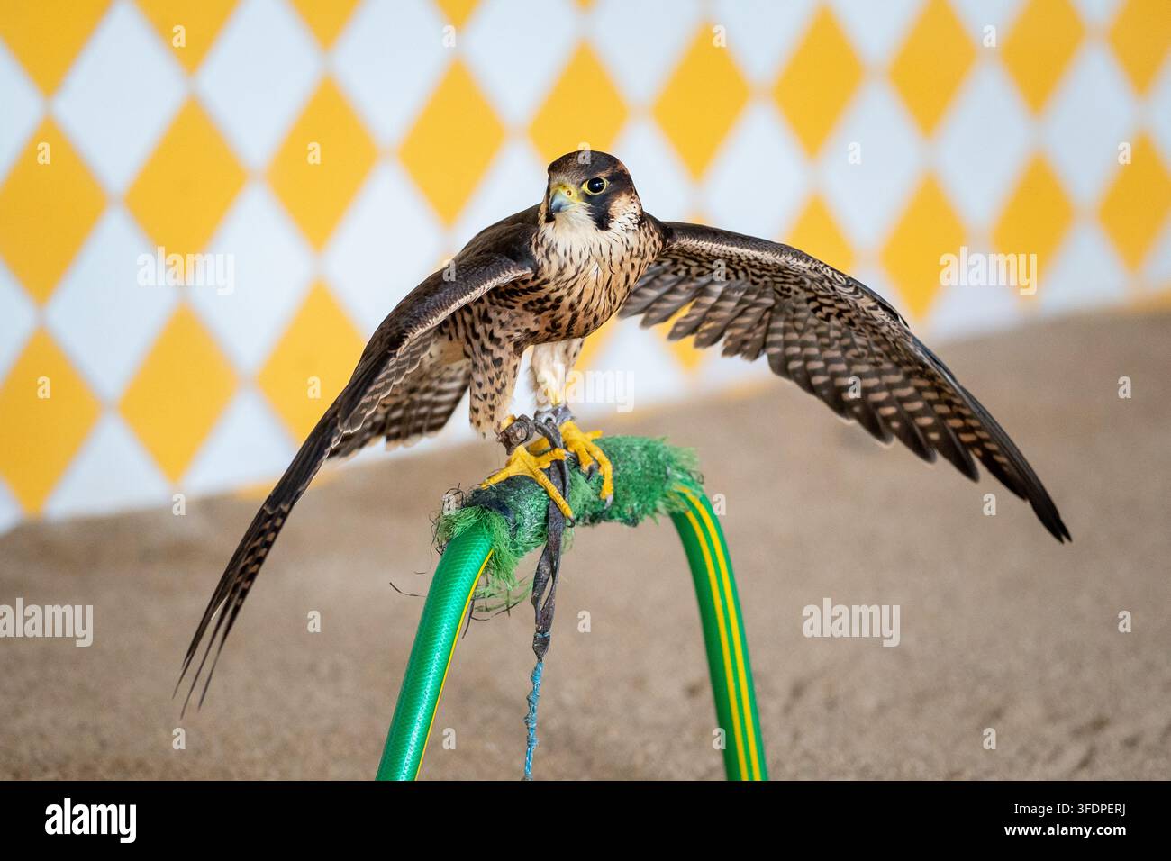 Un giovane falco pellegrino distende le ali mentre è appollaiato su un trespolo imbottito in un centro di falconeria, mostrando un piumaggio dettagliato, uno sguardo acuto e poi Foto Stock
