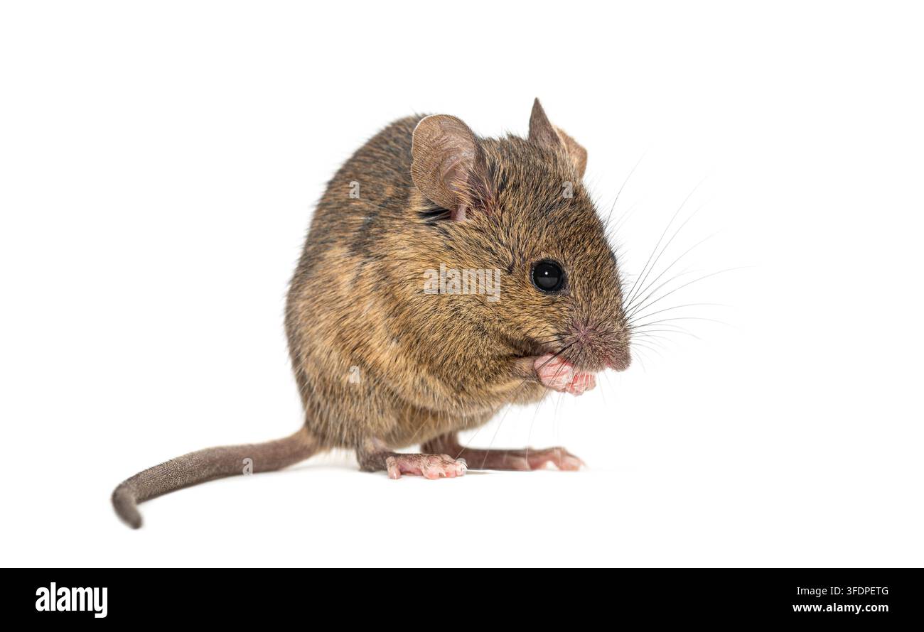 Topo domestico, Mus musculus, in piedi sulle zampe posteriori, si pulisce il muso con le zampe anteriori Foto Stock