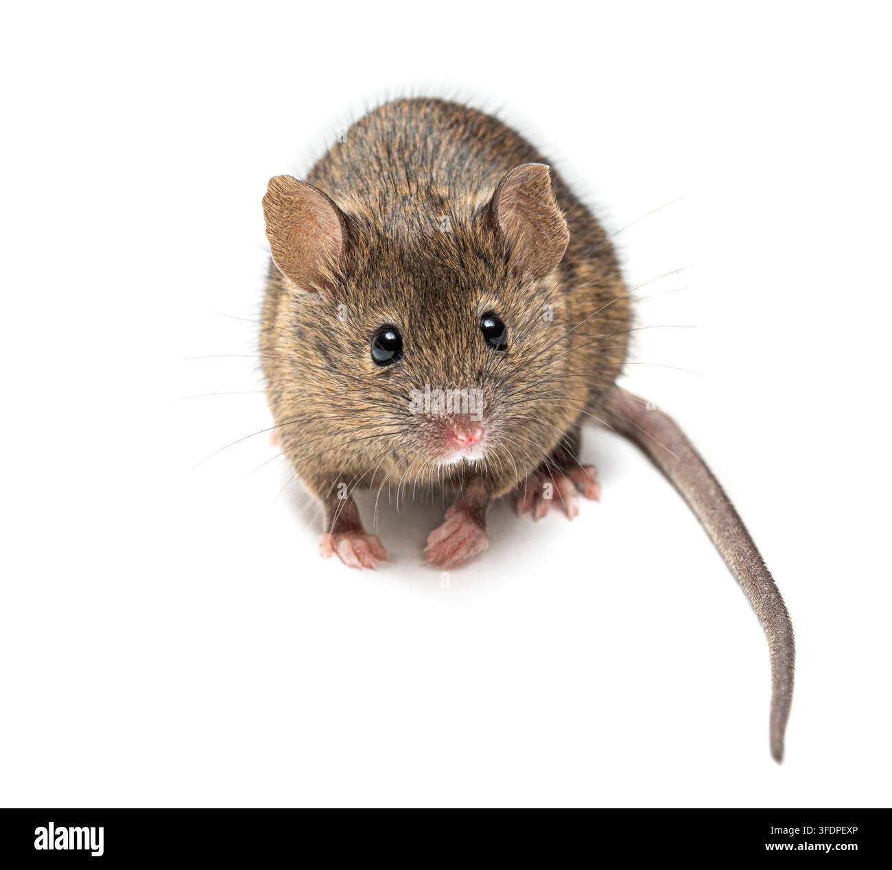 Topolino marrone, Mus musculus, con grandi occhi che guardano direttamente l'osservatore Foto Stock