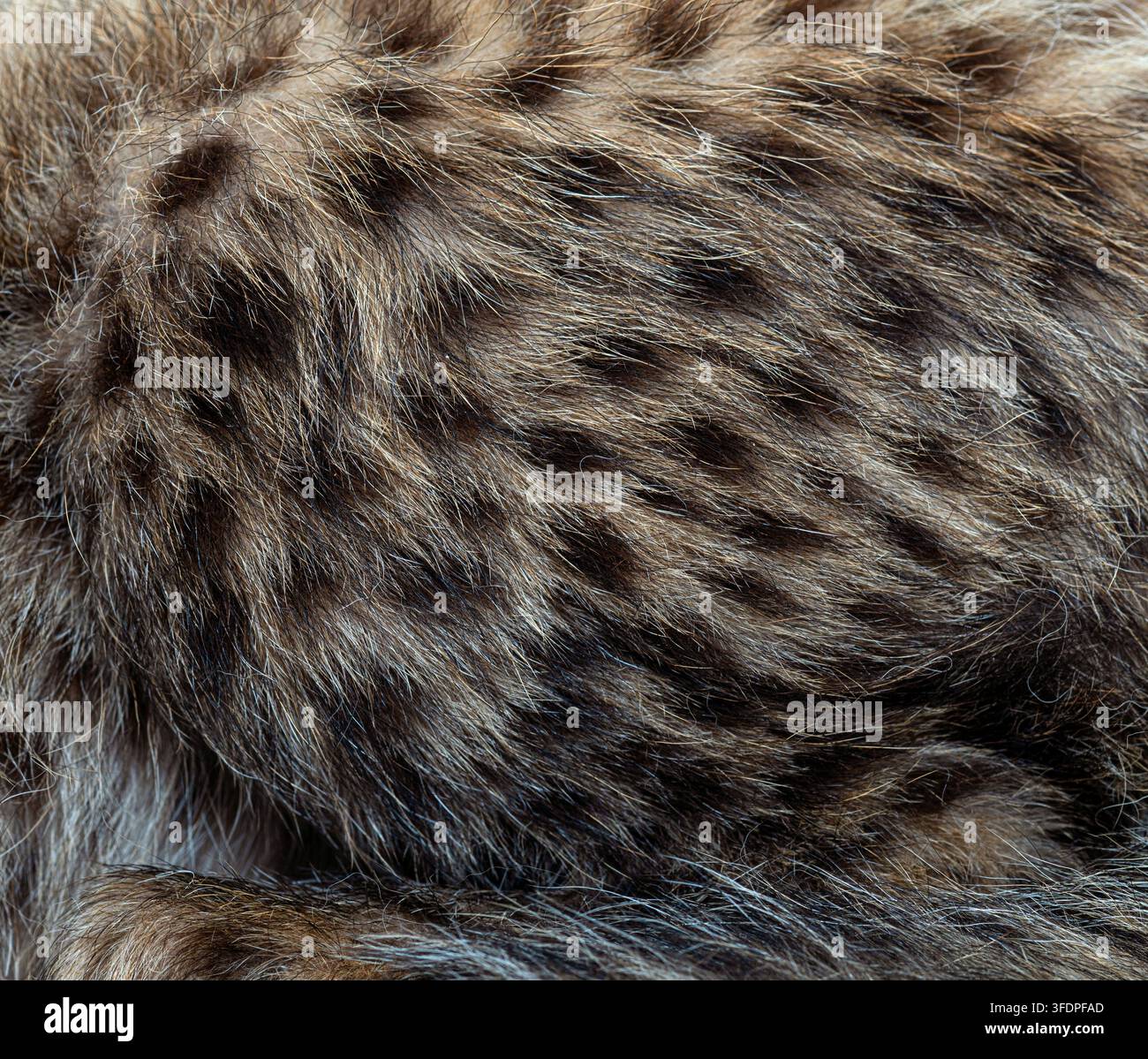 Cucciolo di ghepardo dell'Africa nord-orientale con pelo a macchie e texture dei peli Foto Stock