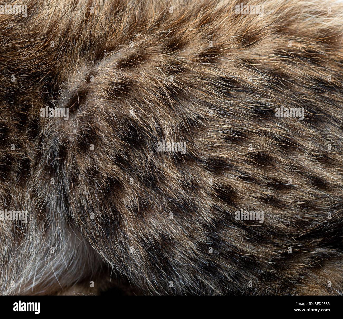 Cucciolo di ghepardo del Nord Africa che presenta una trama astratta di pelo marrone e nero Foto Stock