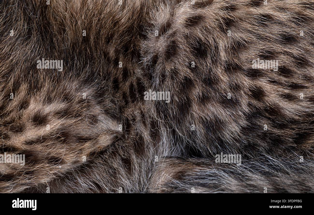 Pelliccia di cucciolo di ghepardo del Nord Africa che mostra macchie caratteristiche e una texture morbida Foto Stock