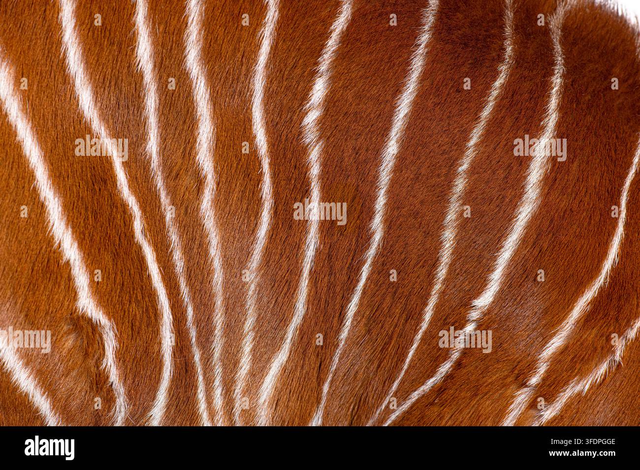 Texture della pelle di bongo con pelo marrone rossastro e strisce verticali bianche distintive Foto Stock