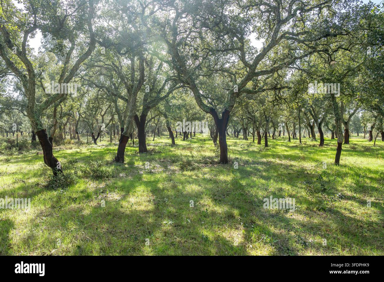 La luce del sole filtra attraverso una pacifica foresta di querce da sughero in un montado mediterraneo, rivelando tronchi scuri raccolti, ombre maculate e un verde brillante Foto Stock