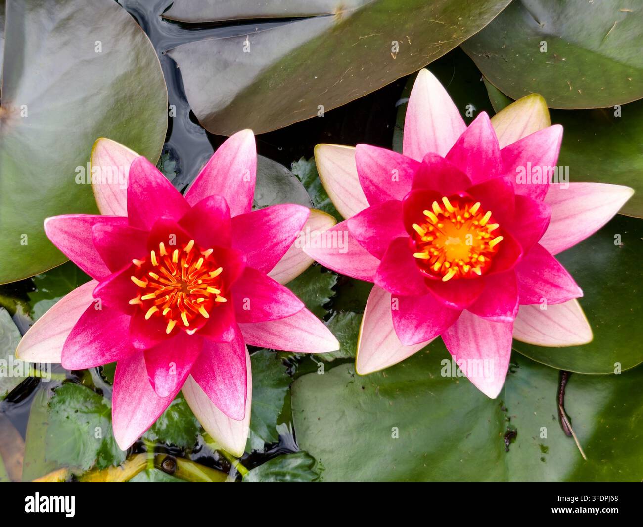 Nimfea di loto rosa due vibranti fiori di loto che fioriscono nell'acqua dello stagno Foto Stock