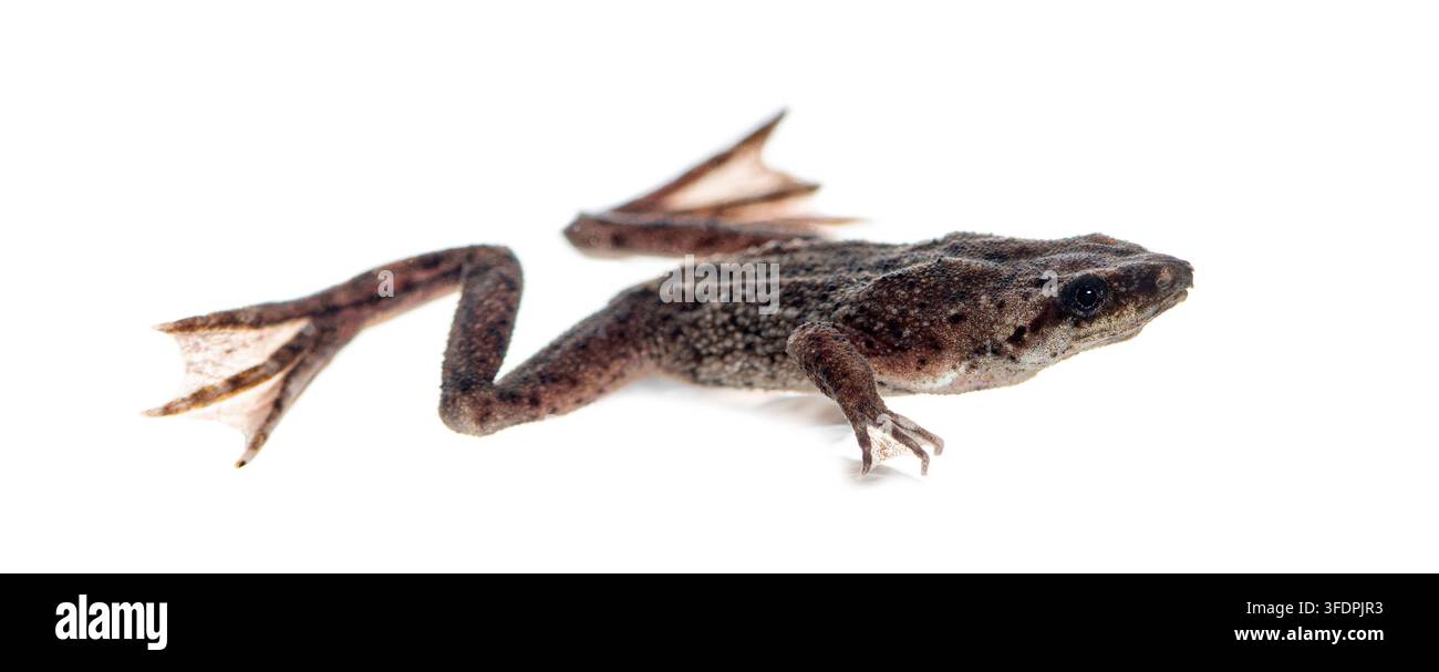 Rana nana a artigli dello Zaire, Hymenochirus boettgeri, in riposo su uno sfondo bianco Foto Stock