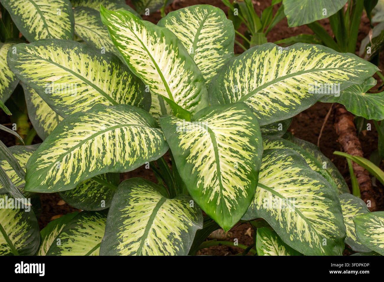 Foglie variegate vibranti della pianta Dieffenbachia Seguine (Bastone muto) Foto Stock
