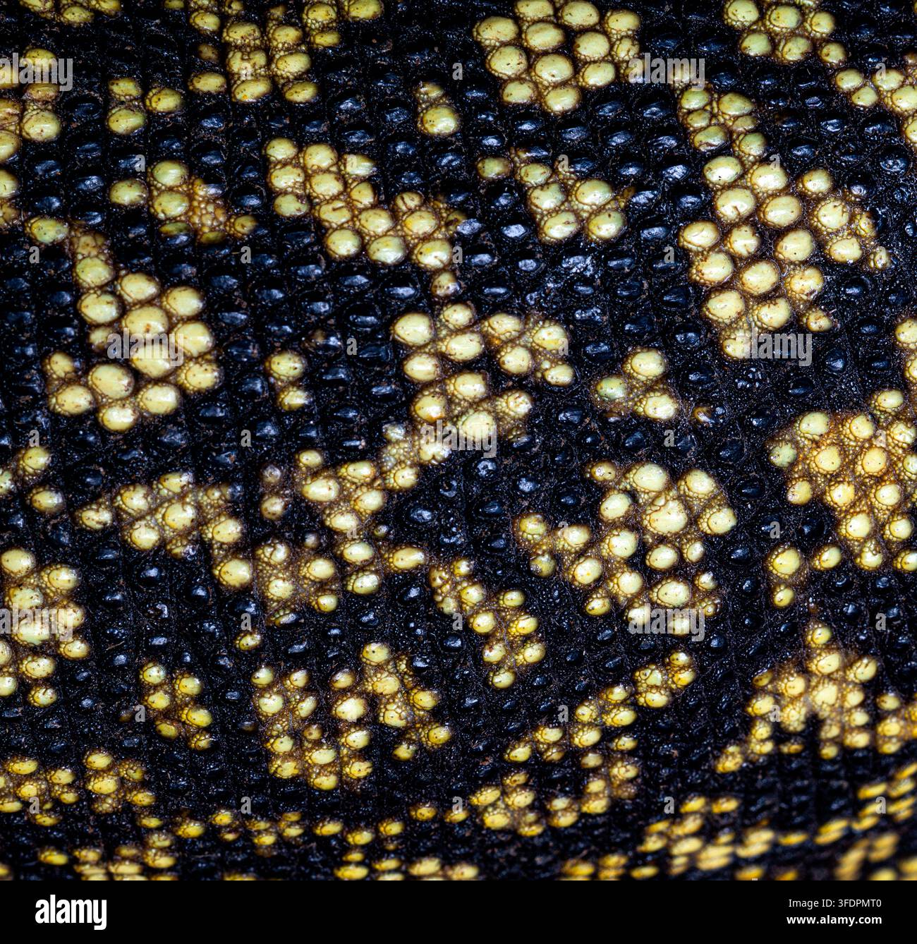 Scala monitor Quince che mostra un intricato motivo naturale giallo e nero Foto Stock