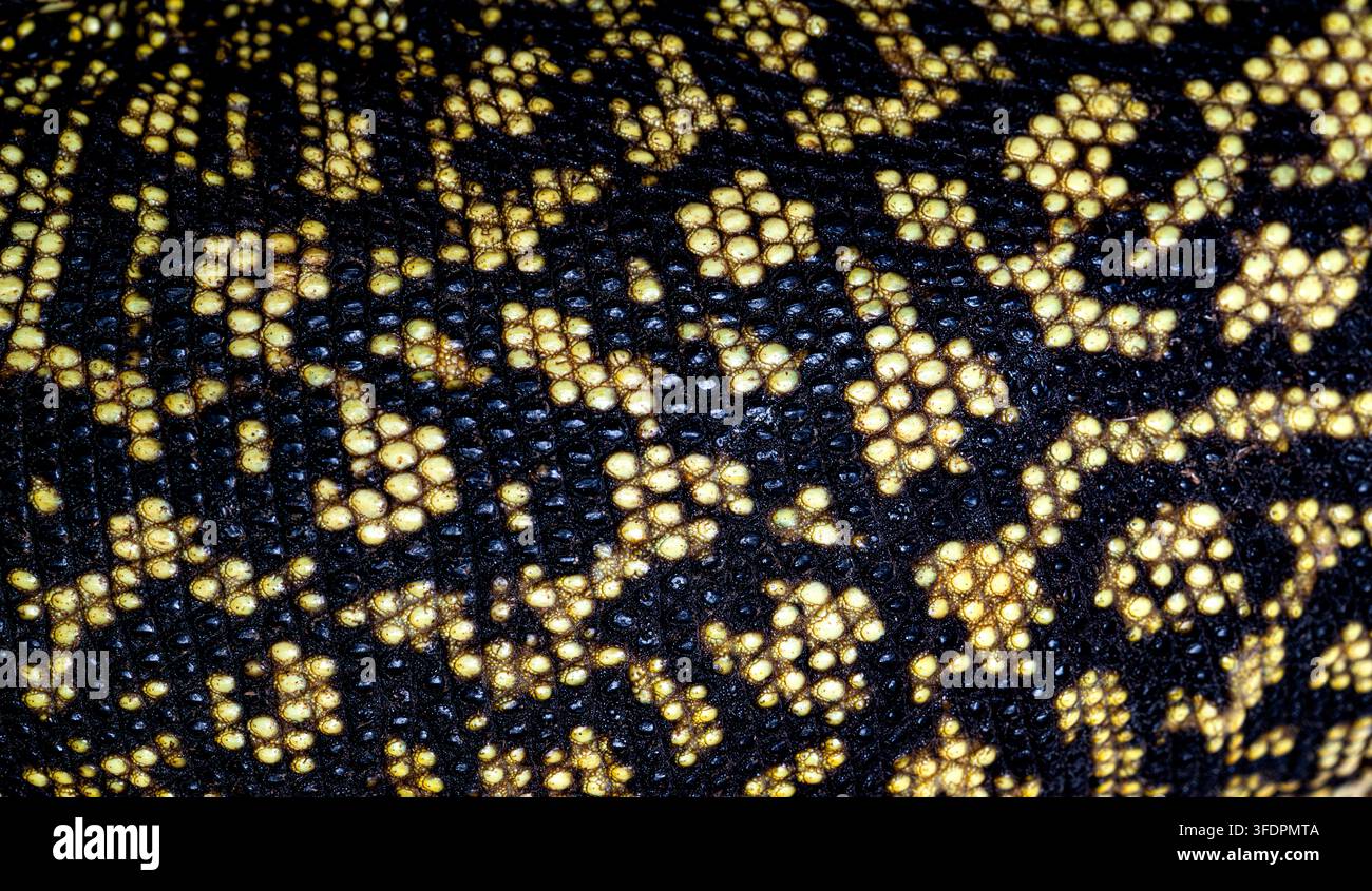 Pelle della lucertola monitor della quincia che mostra un intricato motivo di squame gialle e nere Foto Stock