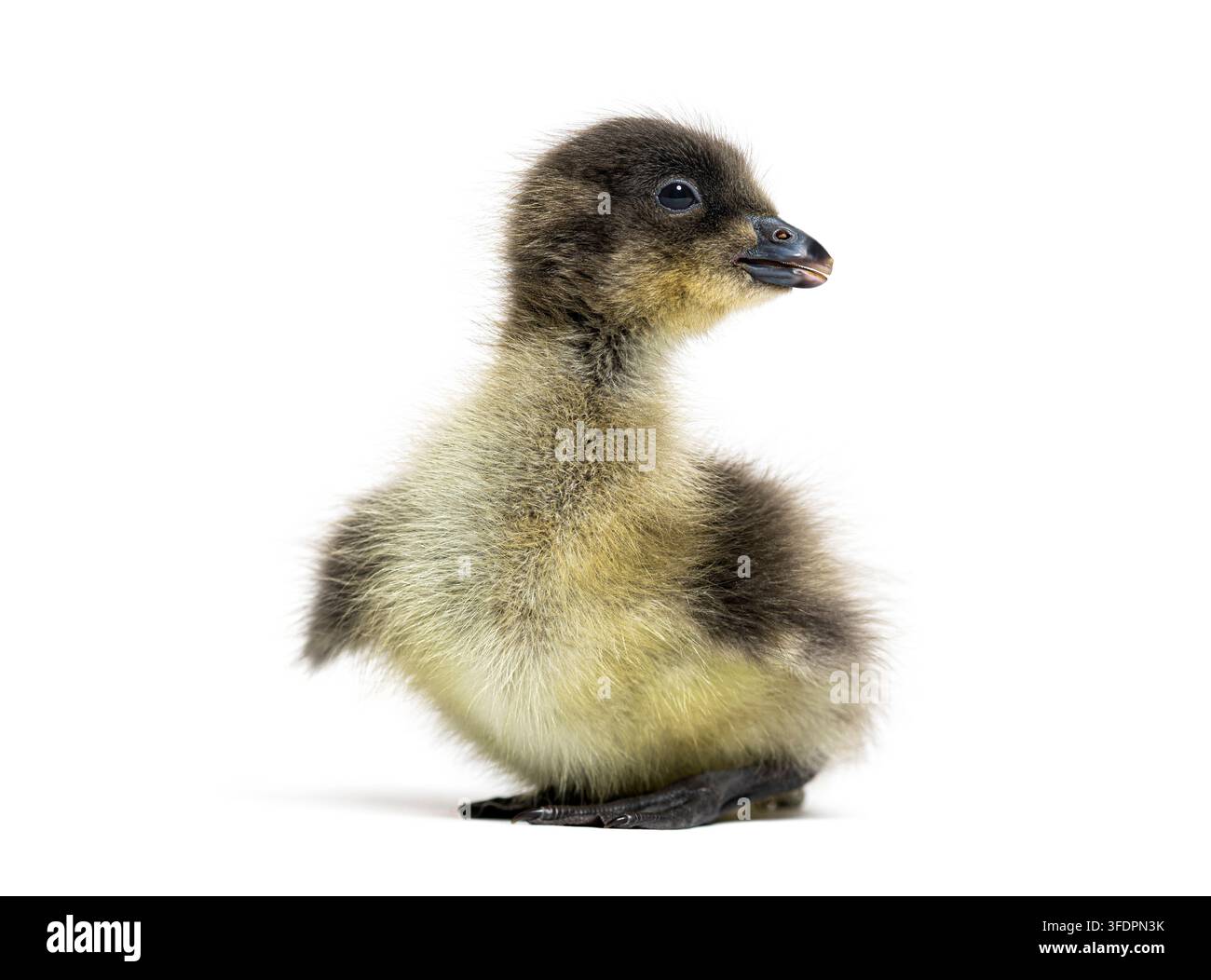 Anatra dal petto rosso, Branta ruficollis, di tre giorni, in piedi e che guarda di lato Foto Stock