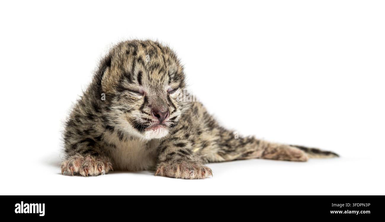 Cucciolo di leopardo delle nevi, Panthera uncia, di sette giorni, sdraiato con gli occhi chiusi Foto Stock