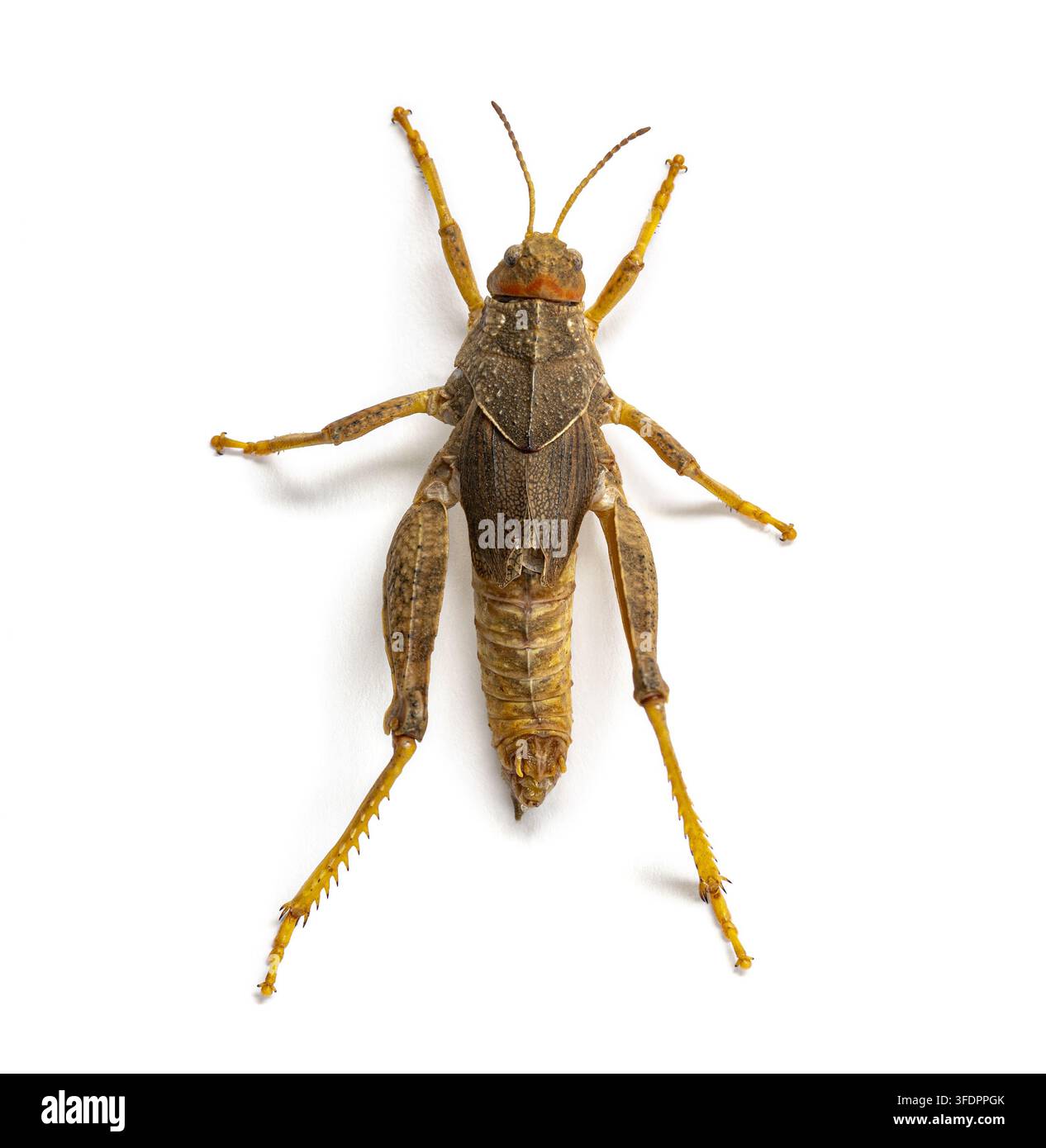Grinello maschio della pianura di Crau Prionotropis rhodanica su sfondo bianco Foto Stock