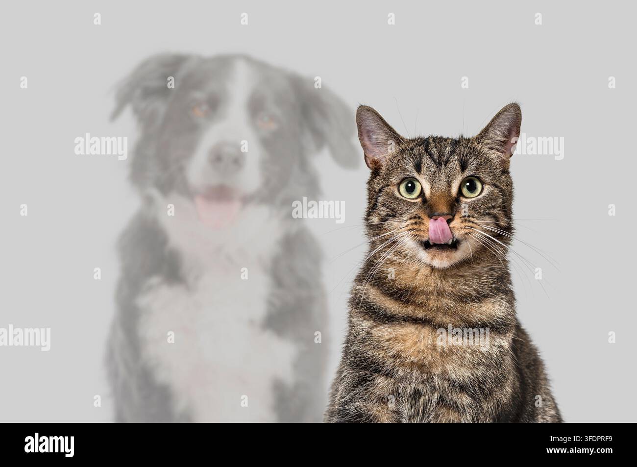 Gatto che reagisce al cibo con un cane sfocato sullo sfondo, che trasmette gelosia tra animali domestici Foto Stock