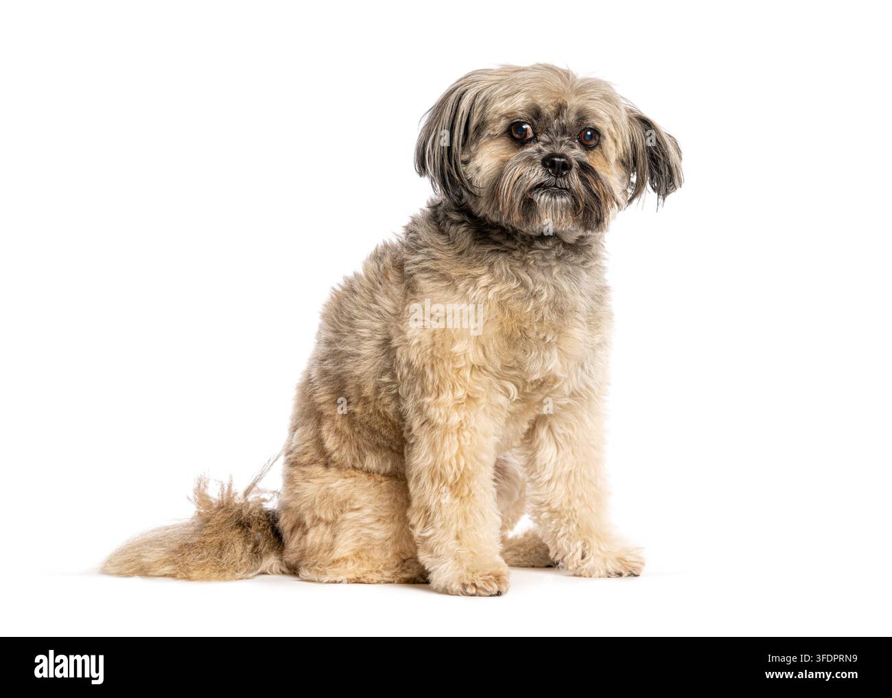 Cane Shih Tzu seduto e che guarda la fotocamera su uno sfondo bianco da studio Foto Stock