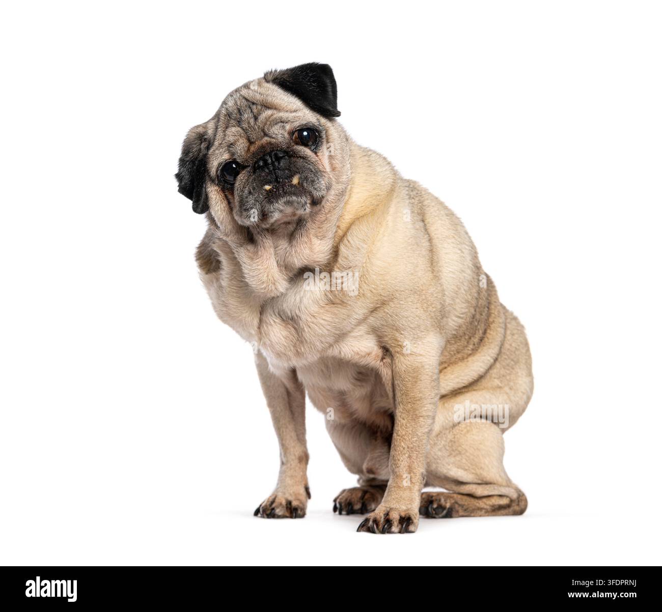 Vecchio cane carlino domestico seduto in studio su sfondo bianco che guarda l'obiettivo Foto Stock