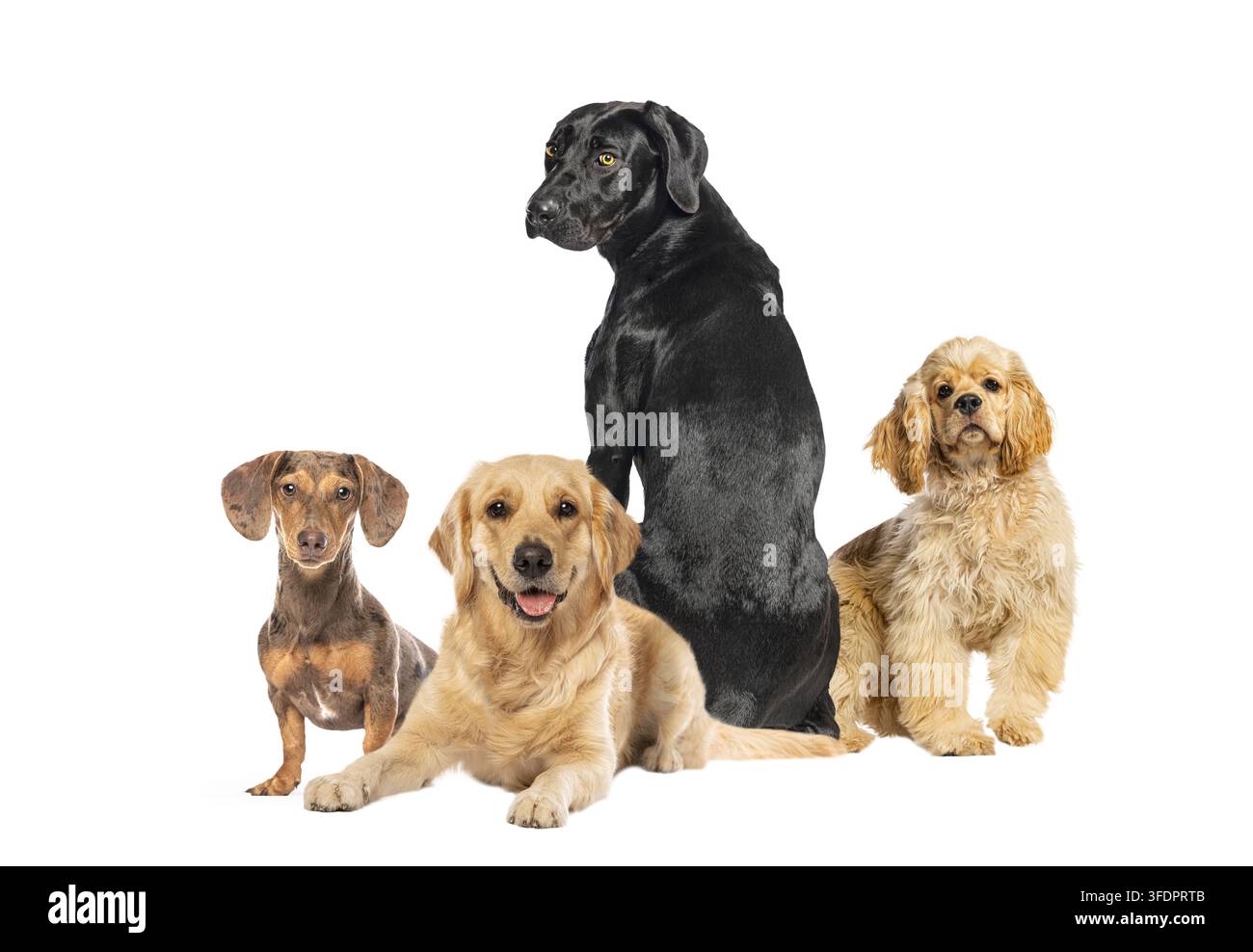 Gruppo di quattro cani domestici di razze diverse che posano insieme, isolati su sfondo trasparente Foto Stock