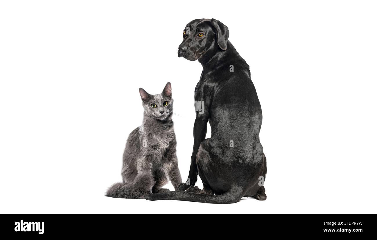 Cane nero e gatto grigio seduti fianco a fianco, guardano la fotocamera e oltre Foto Stock