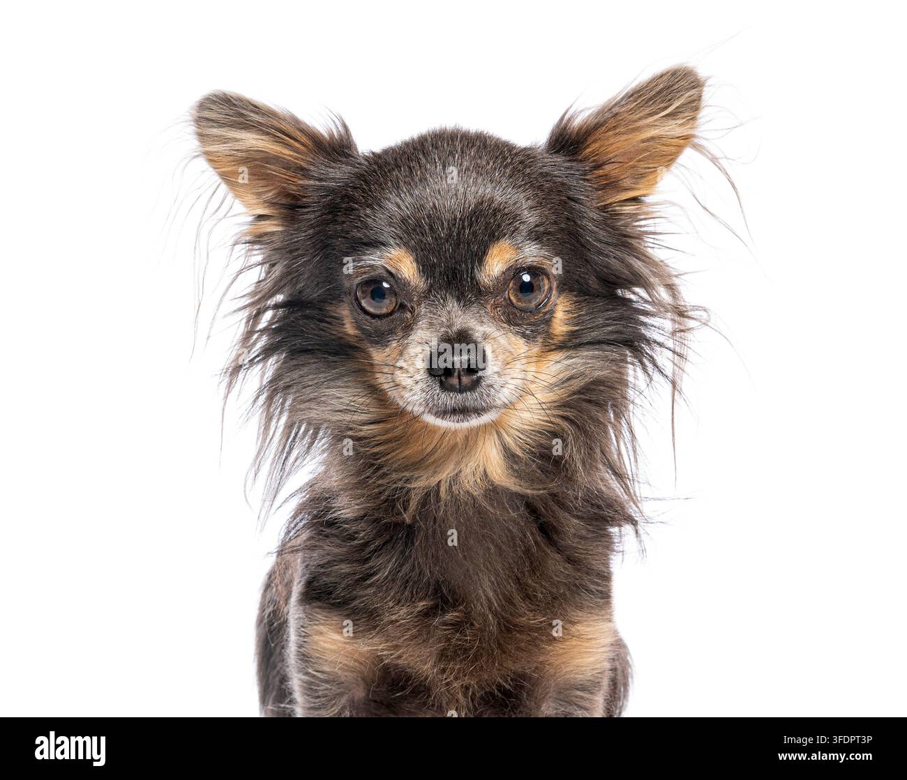 Chihuahua marrone e nero in piedi su uno sfondo bianco che guarda direttamente verso lo spettatore Foto Stock