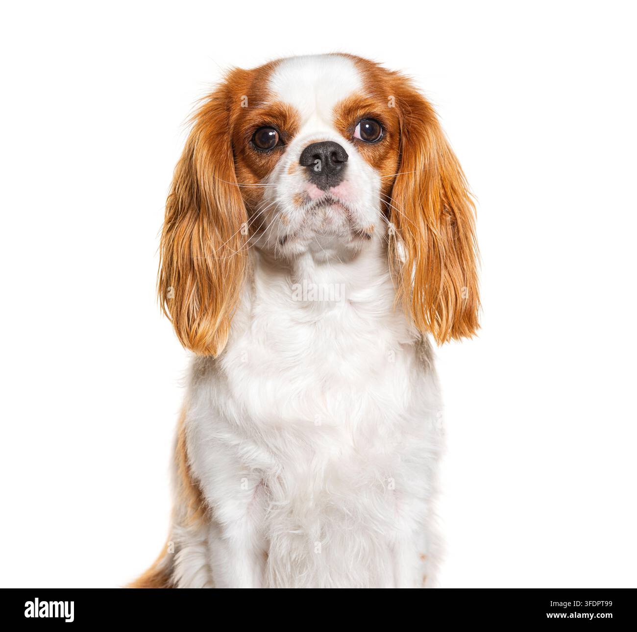 Cane Cavalier King Charles su sfondo bianco Foto Stock