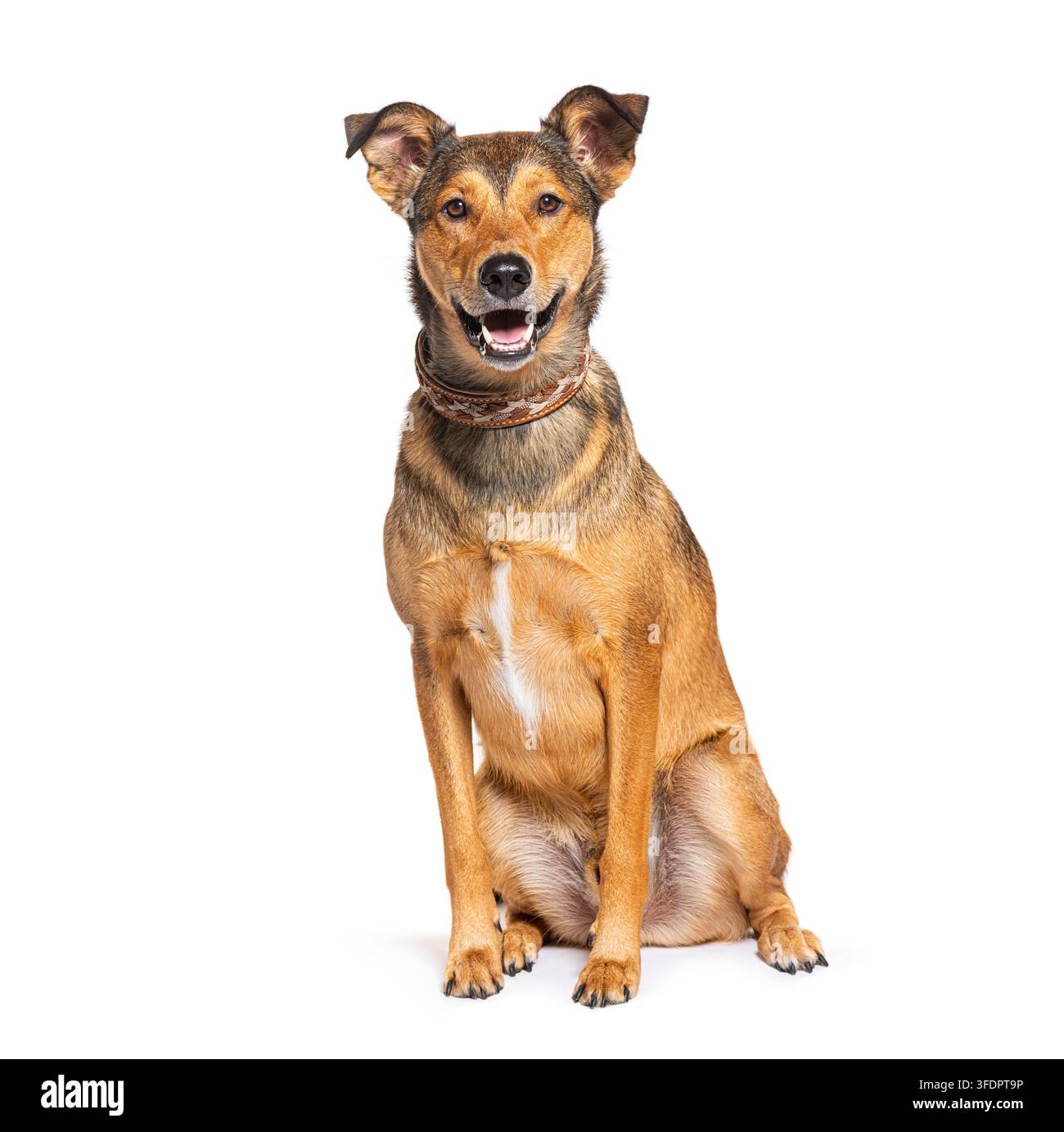 Cane marrone di razza mista seduto su uno sfondo bianco, sorridendo con la bocca aperta Foto Stock