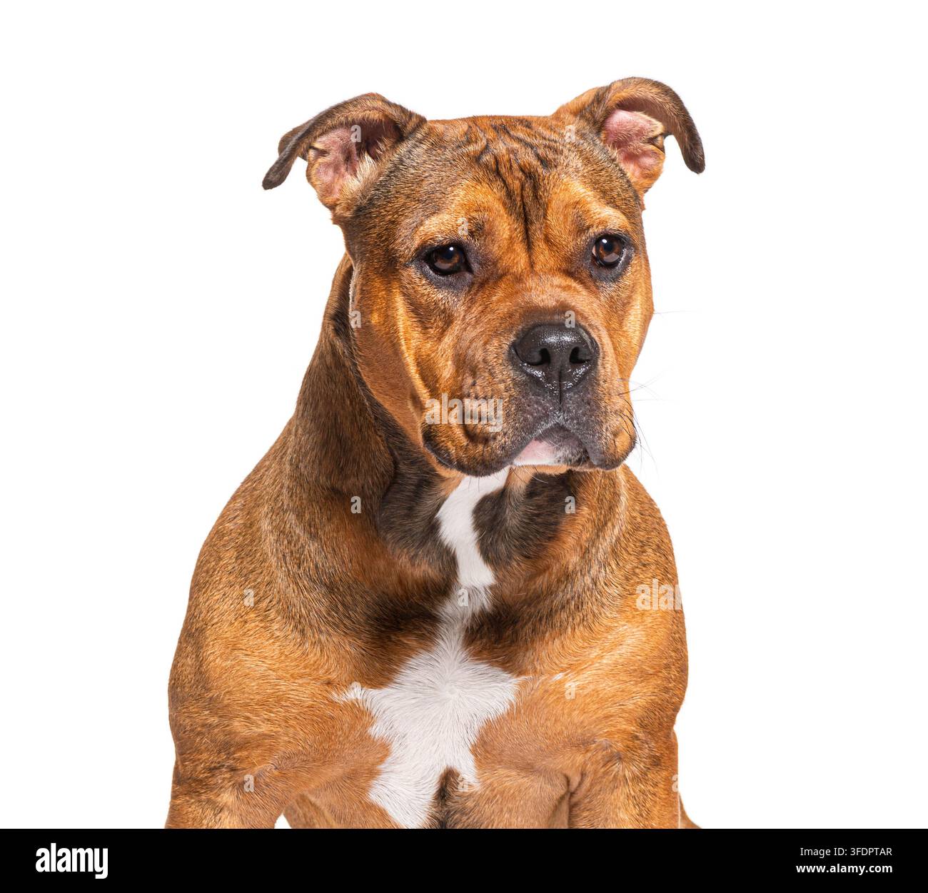 Cane incrociato Pit Bull con pelo marrone e petto bianco in piedi su sfondo bianco Foto Stock