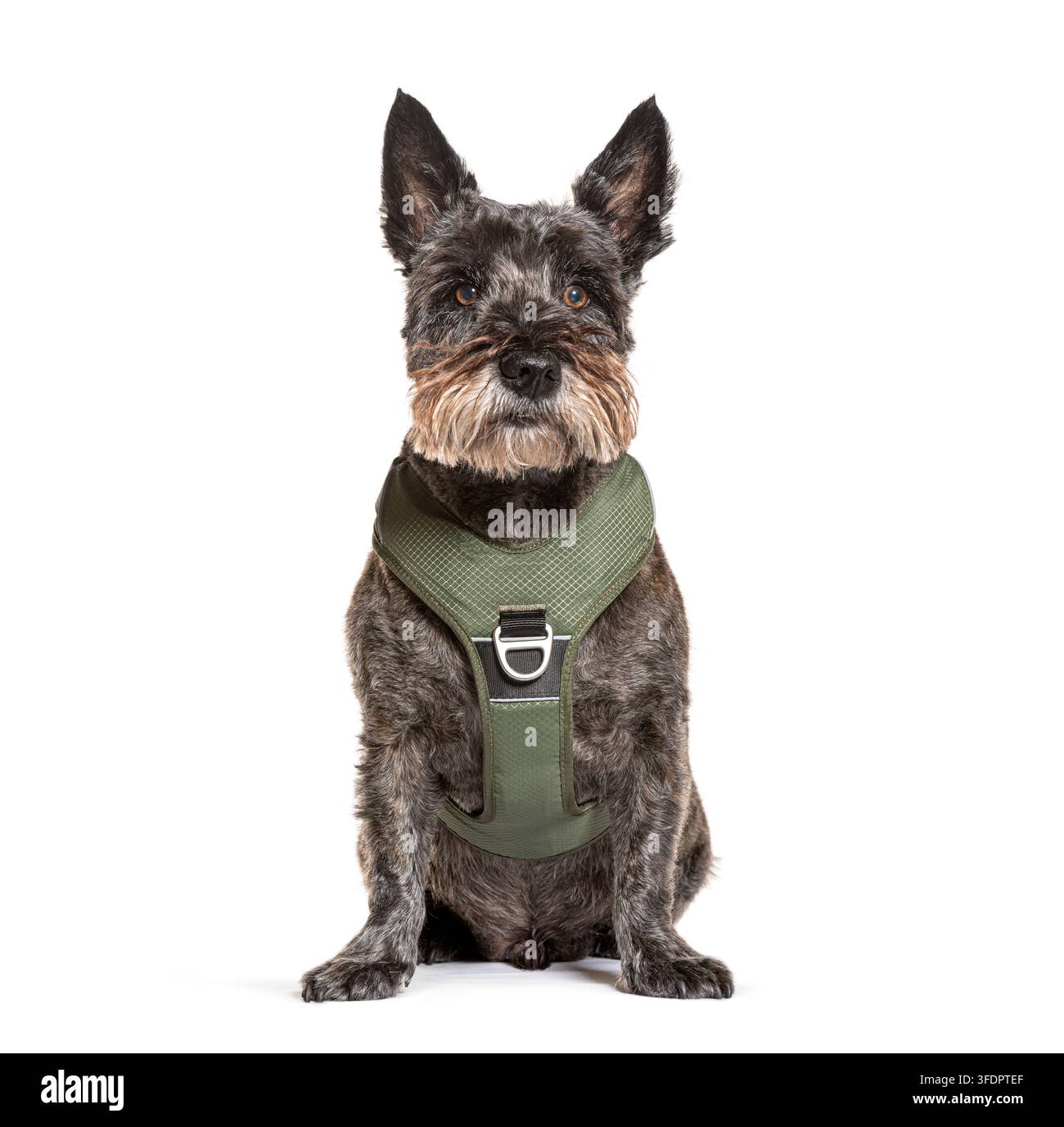 Cane meticcio seduto e che guarda la telecamera, indossa un guinzaglio per animali domestici verde oliva Foto Stock
