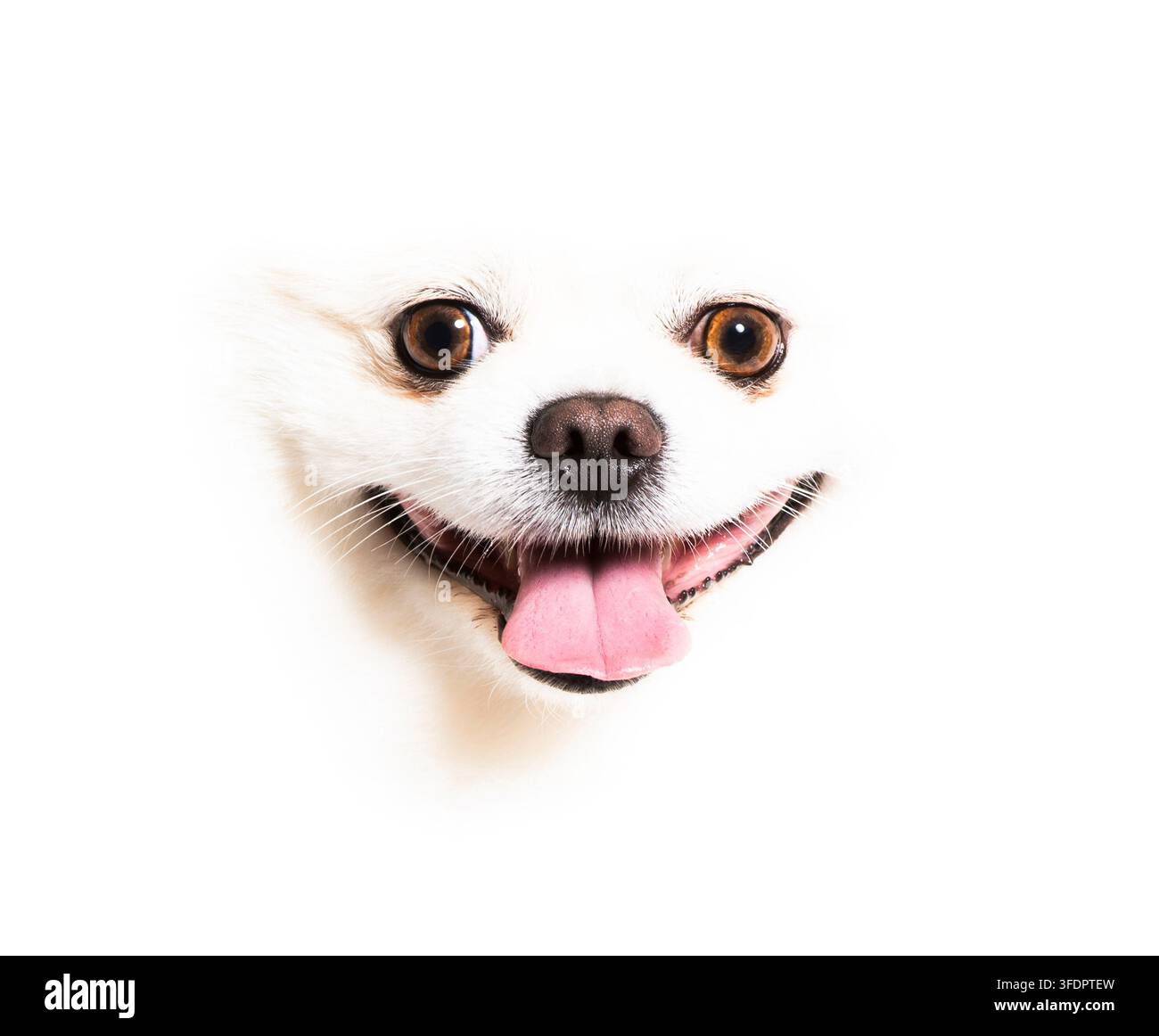 Faccia di cane Spitz bianco che sbircia, con la lingua ansimante, sorridendo, mostrando felicità e gioia Foto Stock