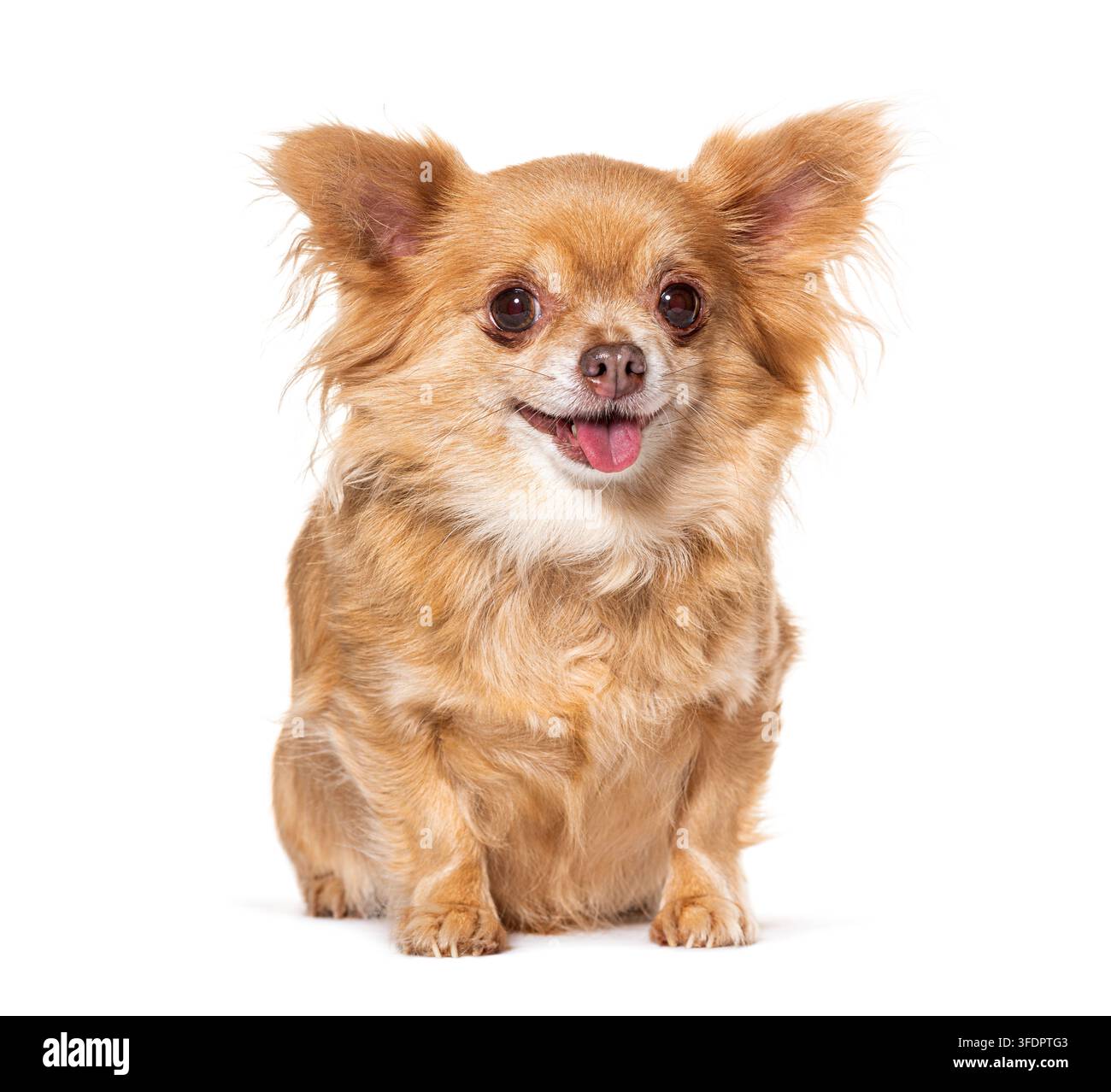 Chihuahua a pelo lungo seduto, guarda l'obiettivo e tira fuori la lingua Foto Stock