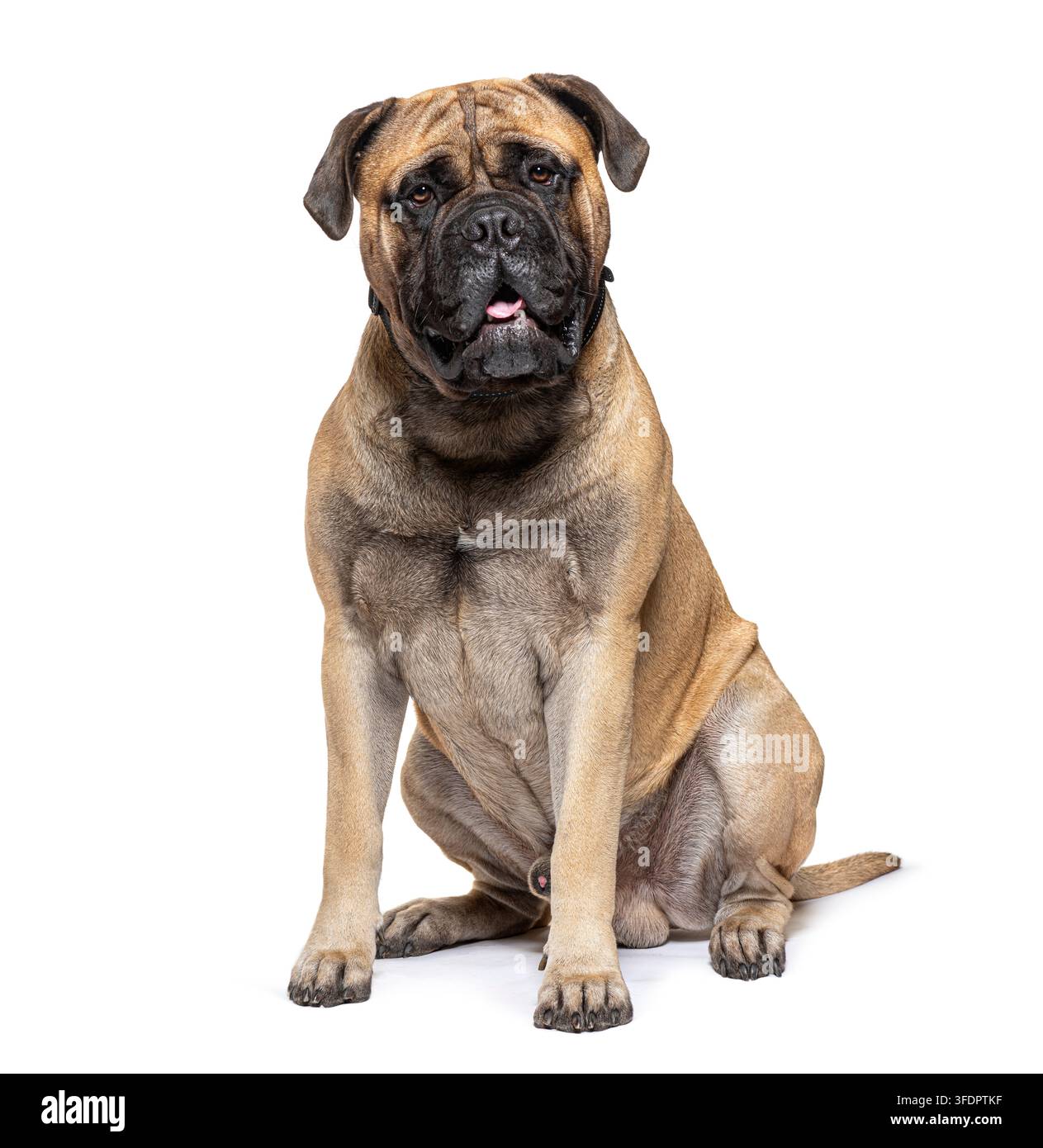 Cane Bullmastiff seduto su sfondo bianco che guarda direttamente la fotocamera Foto Stock