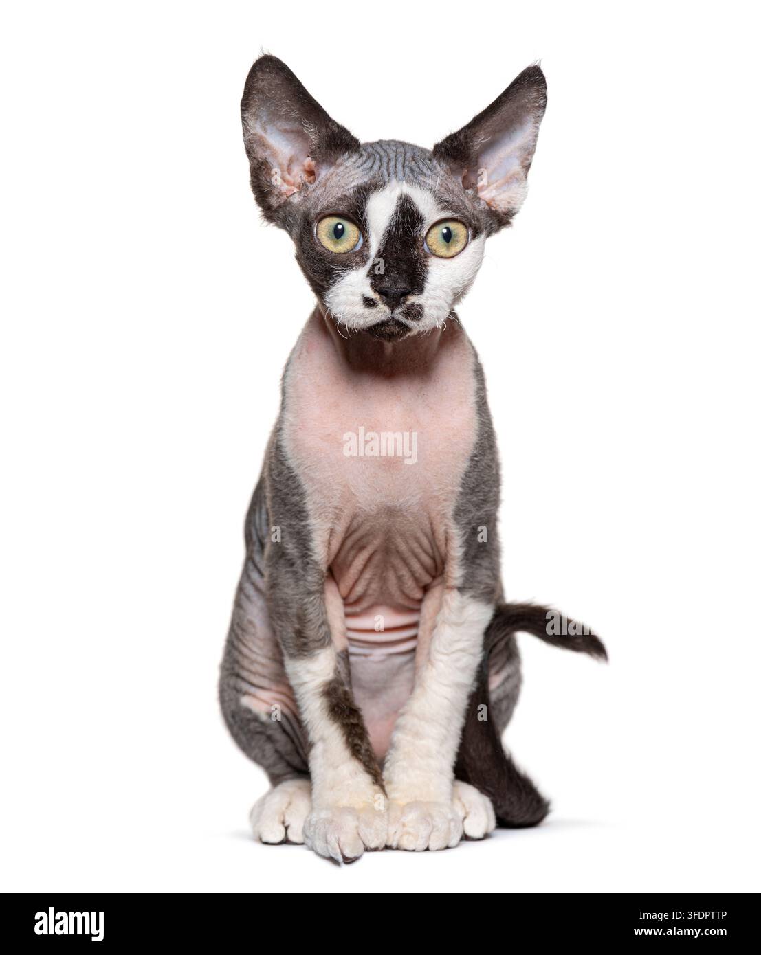 Gattino Devon Rex con occhi verdi seduto, che guarda l'obiettivo Foto Stock