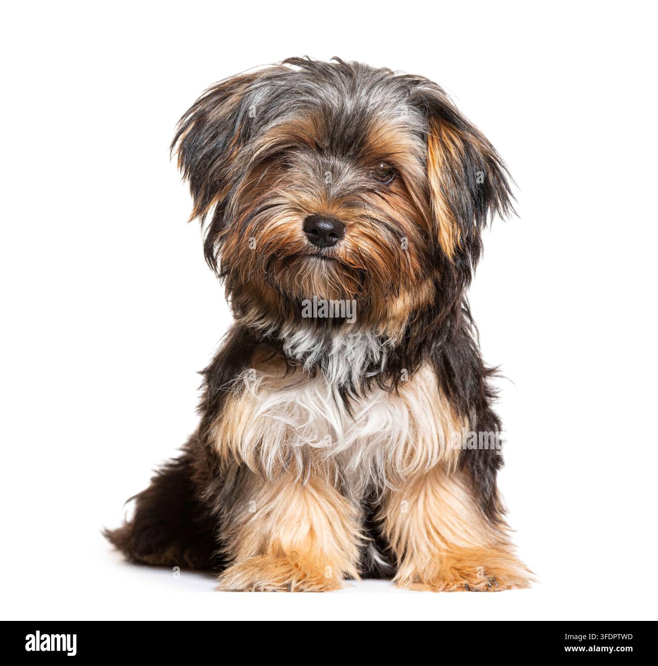 Cucciolo di cane incrociato tra Yorkshire e Maltese seduto e che guarda la fotocamera Foto Stock