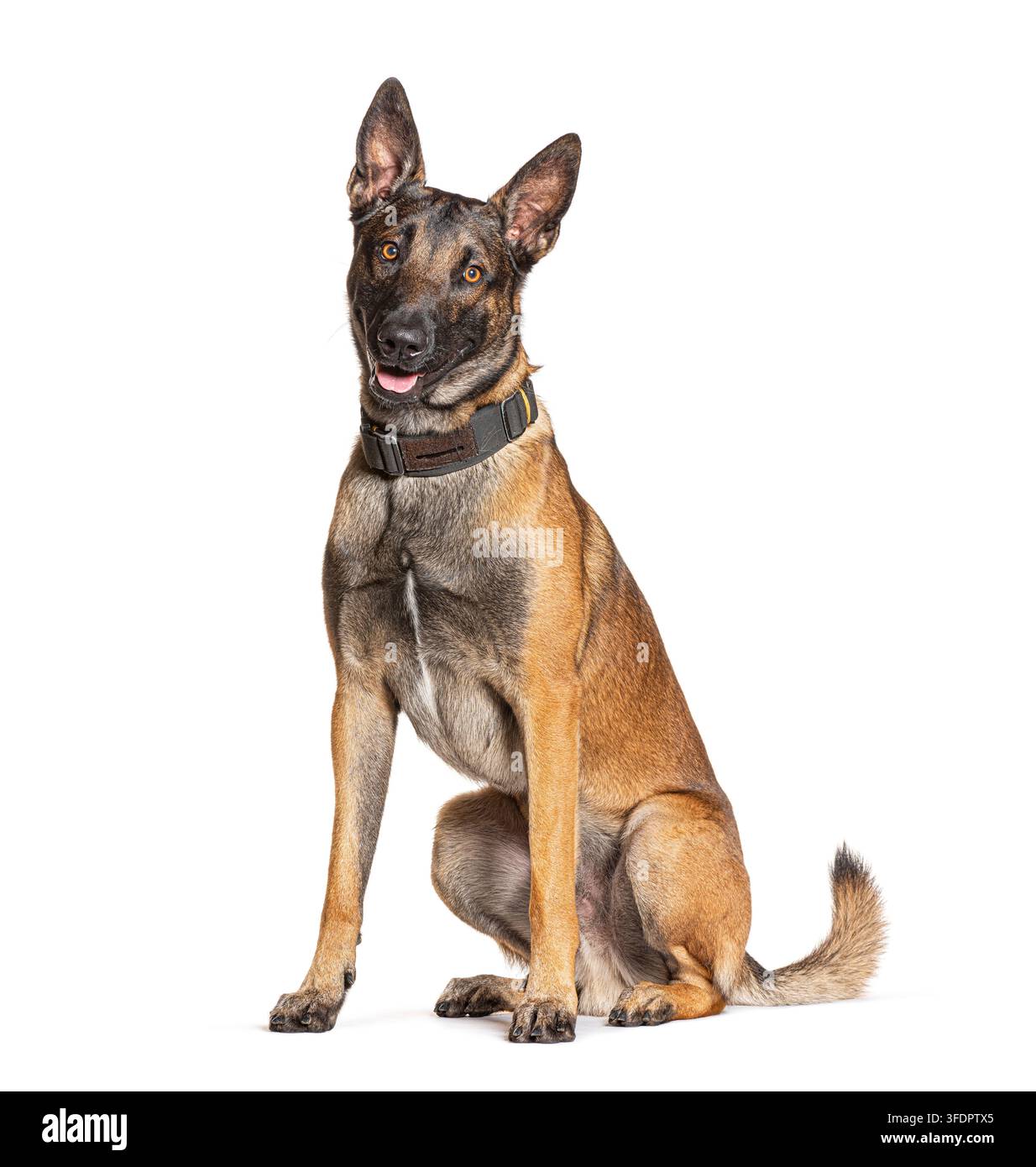 Cane Malinois belga con muso nero seduto, che guarda l'obiettivo Foto Stock